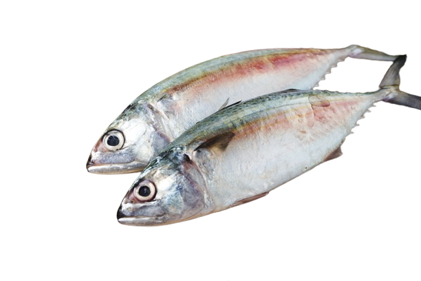 ปลาทูสด 400-500 กรัม – SudYod